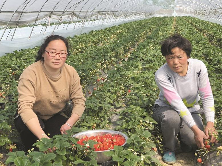 安阳草莓采摘园最新-安阳草莓园新鲜资讯