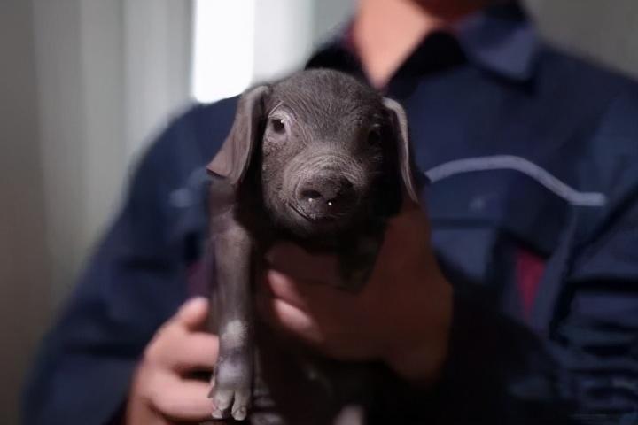 河北仔猪价格最新｜河北生猪市场行情速览